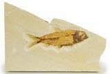 Detailed Fossil Fish (Knightia) - Wyoming #340815-1